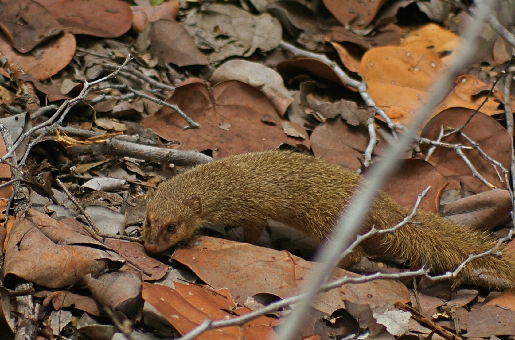 Juvenile mongoose at Sandy Point